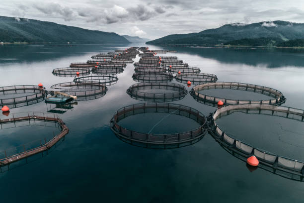 Aquaculture – The Part it Plays in Feeding the World