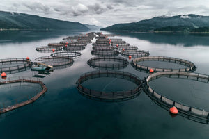Aquaculture – The Part it Plays in Feeding the World