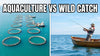 Aquaculture vs Wild Catch: The Rise of Fish Farming and the Future of Sustainable Fishing