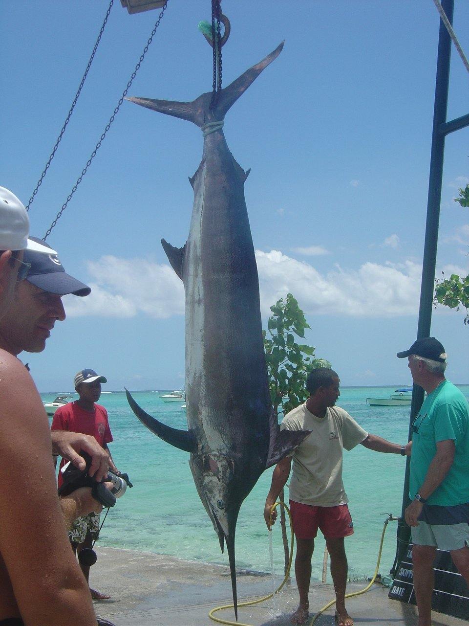 Blue Marlin Fishing - What it Takes to Do It