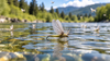 Blue Winged Olive Dry Flies: The Complete Guide to Matching the Hatch and Catching Selective Trout