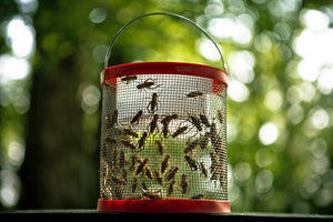 Crickets for Fishing - The Other Live Bait