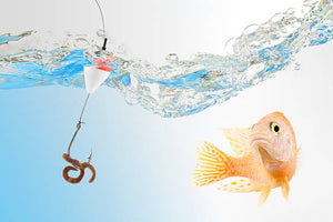 Fishing Bait – The Types and What to Look For