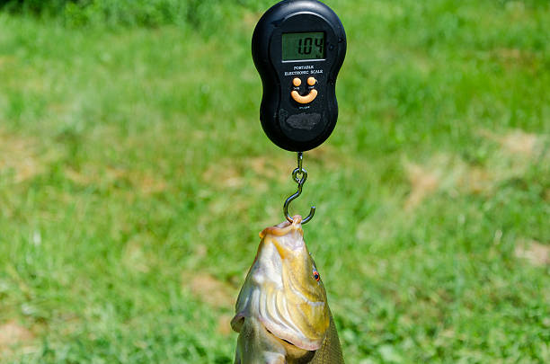 Revolutionize Your Fishing Experience with These Top Fishing Scales!