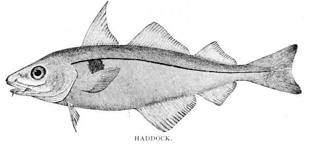 Haddock Fishing – Off the Coast of Maine
