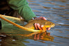 The Gentle Art of Catch, Handle, and Release: A Guide to Ethical Fishing