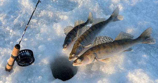 Ice Fishing Reels That Will Transform Your Winter Fishing Game