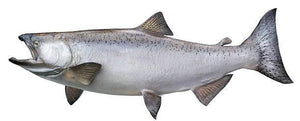 King Salmon - The Prize of the Kenai River