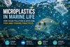 Microplastics in Marine Life: How Ocean Pollution Is Affecting Fish and Fishing Practices
