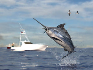 Swordfish Fishing - Without Killing Them