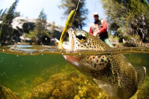 Trout Fishing Tips – For Catching More