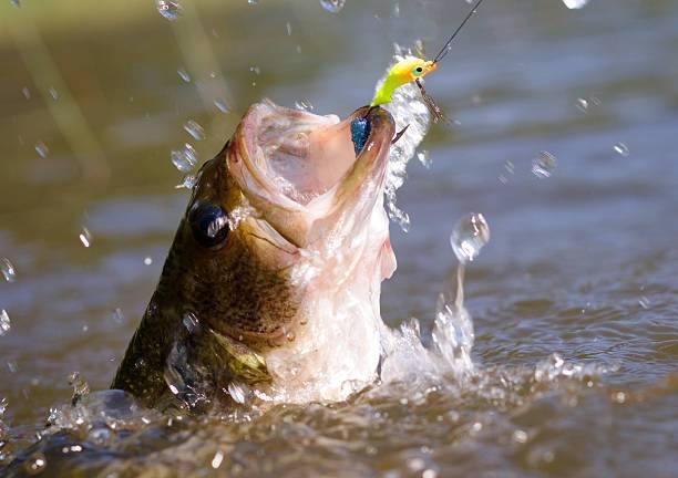 Types of Fishing Lures – 4 of The Best